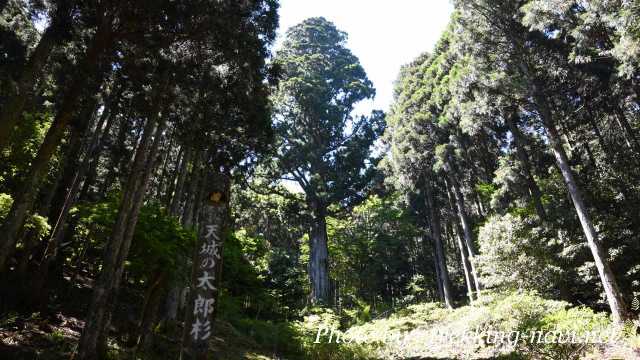 天城 太郎杉 巨木